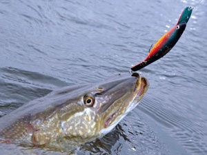 Vobler Westin Platypus 9cm 10g Official Roach SP - Img 4