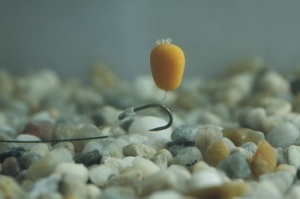 Enterprise Tackle Pop-up Maize Classic Candy Sweetner - Img 2