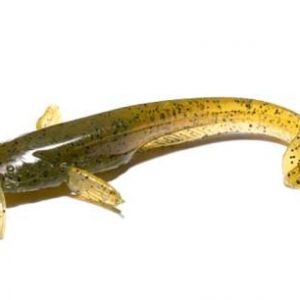 GREEN PUMPKIN SEED