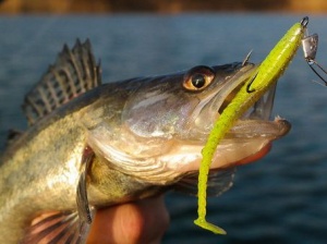 Shad Pontoon21 Attira 7.6cm 432 - Img 4