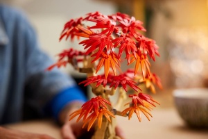 Lego Botanicals Bonsai De Artar Japonez Rosu 10348 - Img 6