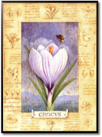 Crocus