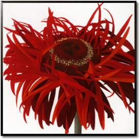 Red Gerbera