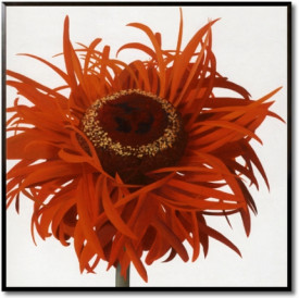 Orange Gerbera