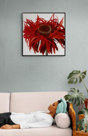 Red Gerbera - Img 2