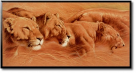 Tablou living animale - Compact