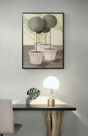 Buxus - Img 2