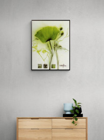 Coquelicot Vert II - Img 2