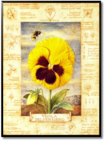 Viola Delpensiero
