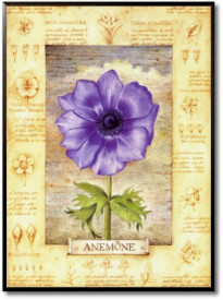 Anemone