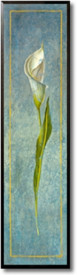 Calla