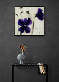 Pansies III