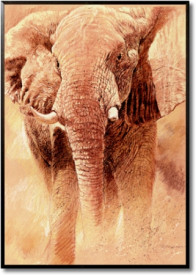 Tablou living animale - Elefant Study
