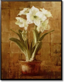 Tablou living flori - White Amaryllis on Bronze