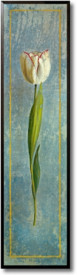 Tulipa