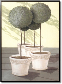 Buxus