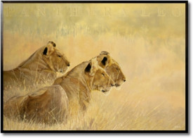 Panthera Leo