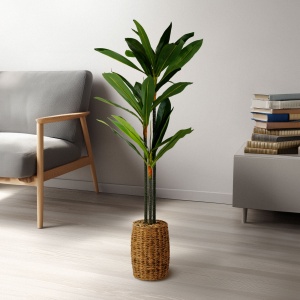 Decor artistic - Dracaena Fragrans - 1,1-1,2 m