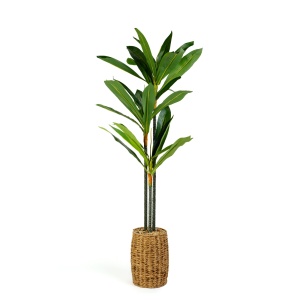 Decor artistic - Dracaena Fragrans - 1,1-1,2 m - Img 2