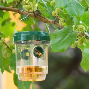 Capcană de insecte solare - spânzurare