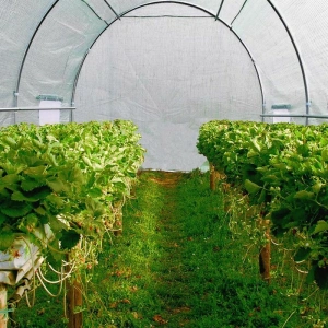Sera tip tunel 6x3x2 m, cadru metalic, 8 ferestre - Img 9
