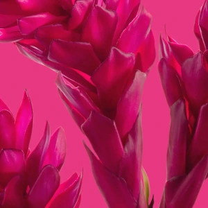 Parfum All or Nothing Amplified Oriflame 50 ml, parfum floral ambrat puternic feminin cu tuberoza si ghimbir rosu - Img 4