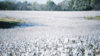 We choose cotton