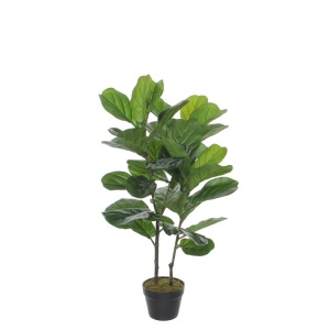 Cvet u saksiji Ficus Lyrata 100cm zelena 040433