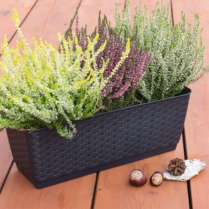 Balkonska saksija Ratolla CaseP 49x17x15cm Prosperplast PR ISR500P-S433 - Img 3