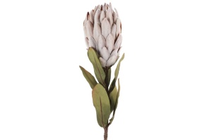 Cvet Protea 61cm roze 040163