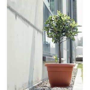 Saksija Terra 40x31cm Prosperplast PR DCE40-R624 - Img 2