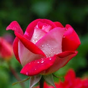 Tečno đubrivo za ruže 570 gr Concime per Rose Flortis 1OI004 - Img 2