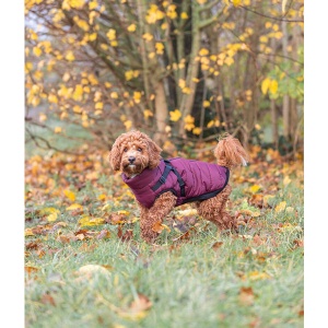 Zimsko odelo za pse Pirou S 33cm Trixie 680393 - Img 4