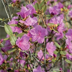 Florgen 6 Helat gvožđa Fe EDDHA 50 gr Flortis 1OI014 - Img 4