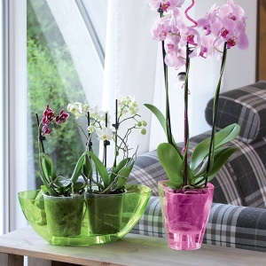 Saksija Coubi Orchid 13x13x17cm transparent Prosperplast PR DUKO130P-CPNO - Img 2