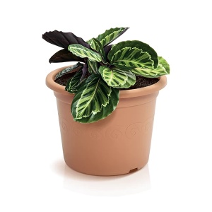 Saksija Plastica 20x15cm Prosperplast PR DP20-R624 - Img 2