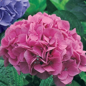 Granulisano đubrivo za hortenzije 500 gr Arrossante per Ortensie Flortis 1OI006 - Img 2