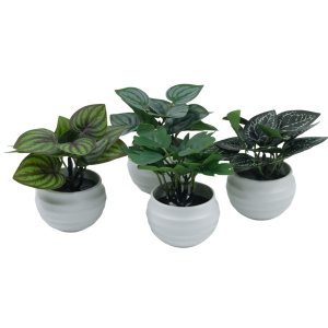 Veštački sukulent Fittonia u saksiji 10cm 025087