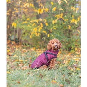 Zimsko odelo za pse Pirou S 40cm Trixie 680395 - Img 4
