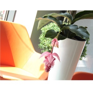 Saksija Tubus Slim Shine 30x57cm Bela Prosperplast PR DTUS300S-S449 - Img 2