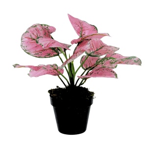 Veštačka biljka Monstera Pink 36cm 025081