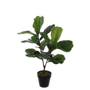 Cvet u saksiji Ficus Lyrata 75cm zelena 040432
