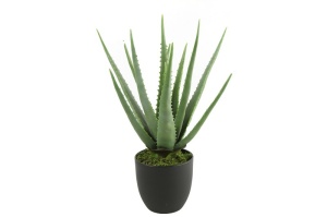 Cvet u saksiji Aloe 49cm zelena 040141