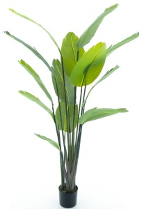 Drvo u saksiji Strelitzia Palm 187cm 040070