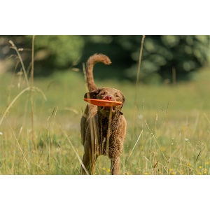 Igračka za pse Trixie Frizbi prirodna guma 22cm - Img 2