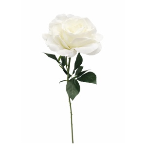 Cvet Rose 1183181/1 beli 044761