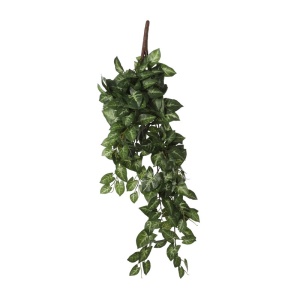 Cvet Syngonium 54cm zelena 040438