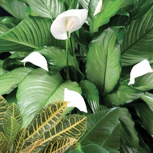Univerzalno tečno đubrivo 1150 gr Concime Universale Flortis 1OI018 - Img 3