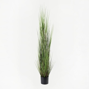 Διακοσμητικό φυτό Boxwood Μαύρο 46x46x150 cm