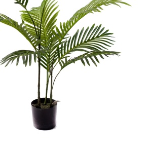 Διακοσμητικό φυτό κήπου Areca Pako World Μαύρο 80x80x80 cm - Img 3